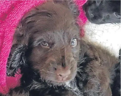  ??  ?? Poppy the spaniel pup and, below, Poppy with her sibling Fleur. Her breeder Yvonne Hannah has made a plea for informatio­n after somebody kicked Poppy so hard she died afterwards from her injuries.