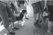  ??  ?? Otto, an Australian Shepherd, eyes some tennis balls as he and his owner Amy Gallegos, left, wait in line at Cook Park Pool.