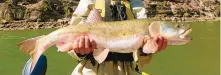  ?? U.S. FISH AND WILDLIFE SERVICE ?? This is a Colorado pikeminnow, now said to be recovering nicely in the San Juan River in northwest New Mexico.