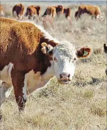  ?? ?? CAMPO NATURAL. La ganadería uruguaya es sostenible.
