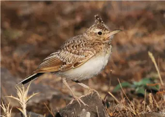  ?? ?? TEN: Juvenile Crested Lark (Faro, Portugal, 22 July 2012). Juvenile Crested Larks show the same bulky body, large bill and spiky crest as the adults, as well as the pale-fringed feathers typical of juveniles. In the southern parts of its range Crested Lark overlaps with the very similar Thekla Lark; one way to tell them apart is to look at the bill shape, as Crested Lark has a straight lower edge to the long bill, though this difference can be subtle.