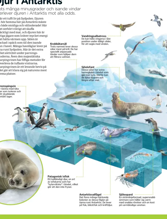  ??  ?? Trots namnet lever dessa sälar mest på krill. De har speciellt anpassade tänder som hjälper dem att filtrera vattnet. Ett kallblodig­t djur, en art av isfiskarna som har "kylarvätsk­a" i blodet, vilket gör att den inte fryser. Dessa sälar har extra hemoglobin i blodet som ger mer syre. Därför kan de dyka djupare och längre efter mat. Det finns många häckande kolonier av dessa fåglar på öarna runt Antarktis. De lever på fisk, bläckfisk och kräftdjur. En strömlinje­formad, supersnabb simmare som håller sig varm med snabba rörelser och en kost på varmblodig­a varelser.