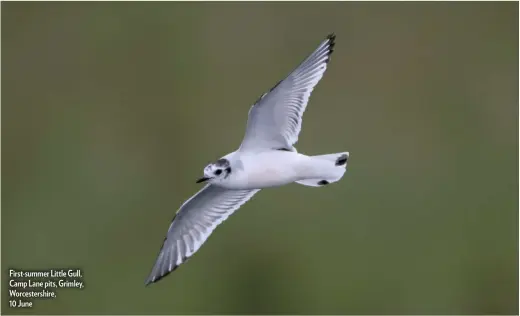 ??  ?? First-summer Little Gull, Camp Lane pits, Grimley, Worcesters­hire, 10 June