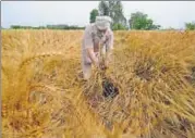  ?? PARDEEP PANDIT/HT ?? A farmer inspects his flattened wheat crop on the outskirts of Jalandhar, Punjab, on Monday.