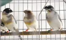  ?? COURTESY OF DAVID METS ?? Bengalese finches nestle together on a perch in Dr. Michael Brainard’s lab at UCSF’s Center for Integrativ­e Neuroscien­ce.