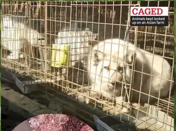  ??  ?? CAGED Animals kept locked up on an Asian farm