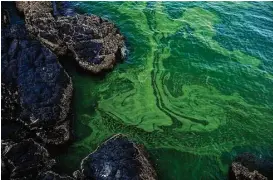  ?? Sam McNeil / Associated Press ?? Green algae swirls on the beach of Bandar al-Jissah in Oman. The Gulf of Oman turns green twice a year, when an algae bloom the size of Mexico spreads across the Arabian Sea all the way to India.