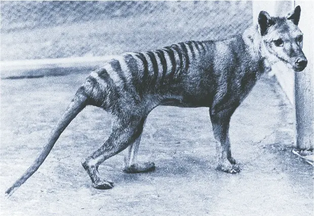  ?? NATIONAL MUSEUM AUSTRALIA FILES ?? The last known thylacine (Tasmanian tiger), named Benjamin, is photograph­ed in Hobart (Beaumaris) Zoo in 1936, shortly before his death.