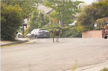  ?? Brittany Hosea- Small / Special to The Chronicle ?? A young deer walks on Beaumont Way in Santa Rosa on Sept. 30, three days after the Glass Fire started in Napa County and spread west to Sonoma County. Deer have sharp hooves and should be avoided.