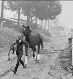  ?? PAUL SISSON/THE SAN DIEGO UNION TRIBUNE ?? A horse is evacuated from San Luis Rey Downs on Thursday. At least 25 horses were killed by the fast-spreading wildfire.