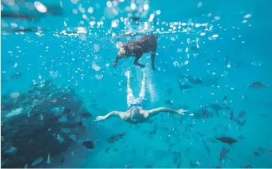  ?? Picture: EPA-EFE ?? An Israeli swims with his dog in the Red Sea, in Eilat, southern Israel, on a hot summer day last weekend.