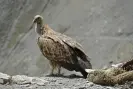  ?? Photograph: Anadolu Agency/Getty Images ?? A vulture beside a sheep carcass at the Zojila pass in Kashmir.