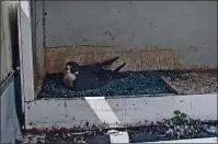  ?? CITY OF SAN JOSE ?? Grace, a peregrine falcon, covers two eggs in a nest box atop San Jose City Hall on Thursday.