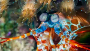  ??  ?? ABOVE
A peacock mantis shrimp gets out of his burrow at Diver’s Heaven, Balicasag Island