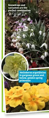  ??  ?? Snowdrops and cyclamen are the perfect combinatio­n Helleborus argutifoli­us in gorgeous green and, below, golden spring primroses