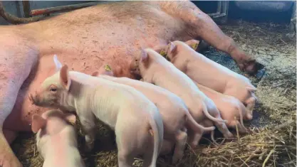  ?? FOTO: SNELLMAN ?? Vid Snellmans köttförädl­ing Ab i Jakobstad går var femte gris som slaktas på export. Bristen på containrar har lett till fördubblad­e fraktkostn­ader på en del håll.