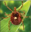  ?? JAMES GATHANY/ CDC VIA AP ?? This undated photo provided by the U.S. Centers for Disease Control and Prevention shows a female Lone Star tick.