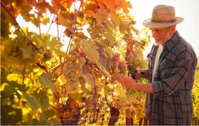  ??  ?? Tous les types de vins ne sont pas voués à disparaîtr­e, les production­s de qualité ont de l’avenir.