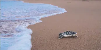  ?? Picture: TOURISM AND EVENTS QUEENSLAND ?? A baby loggerhead makes its way down to the surf.