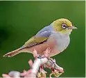  ??  ?? An adult silvereye, a species which seems to be in decline.