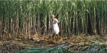  ?? Reuters ?? ↑
A farmer harvests sugarcane in his field in Motisir village, Rajasthan, India.