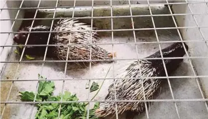  ??  ?? LANDAK yang diternak Abu Samah dan Samsul Bahrin di Kampung Dusat, Jempol.