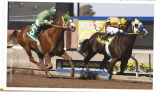  ??  ?? Quarter Horse races are a lot shorter—and faster—than Thoroughbr­ed races.