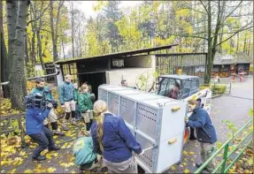  ??  ?? In einer Transportb­ox wurde Tiger Volodya im Chemnitzer Tierpark angeliefer­t. Pfleger hoben die Kiste behutsam zum Gehege.