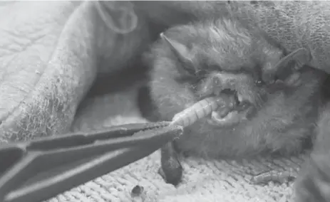  ?? RICK MADONIK PHOTOS/TORONTO STAR ?? The Toronto Wildlife Centre is busy feeding about 50 Big Brown Bats rescued from the deadly cold. Each bat eats about 40 mealworms each day.