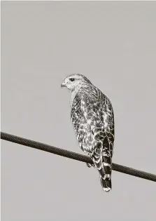  ??  ?? Look out, mice and snakes: Red-shouldered hawks are looking to find a meal at the park.