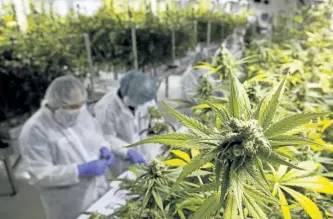  ?? CHAD HILOLITO/THE CANADIAN PRESS ?? Staff harvest marijuana at Harvest One Cannabis Inc. in Duncan, B.C. The facility sits on land owned by the Cowichan Tribes, and Chief William Seymour sees an opportunit­y for his members to get good jobs and stay in the area.