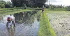  ??  ?? During a morning rice paddy trek near Karangasam, led by Emerald Starr, a US expat who founded organic chocolate company Sorga, we encountere­d a local rice farmer planting his crop in the calfdeep water.