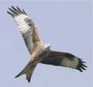  ??  ?? 0 Red kite population­s are growing slowly in the Highlands due to illegal killing.