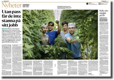 ?? FOTO: FAXIMIL/HBL ARKIV ?? HBL 5.6.2017. Vi berättade om de fyra unga männen som riskerade att förlora sina jobb på växthuset eftersom de saknade pass.■