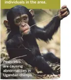  ??  ?? Pesticides are causing abnormalit­ies in Ugandan chimps.