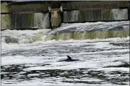  ?? YUI MOK — PA VIA AP ?? A Minke whale, which was freed on Sunday after it became stuck on Richmond lock’s boat rollers but has remained in the Thames, is seen near Teddington Lock May 10 in London.