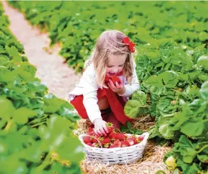  ?? Fotos: famveldman, beskovaeka­terina; beide Fotolia.com ?? „Mhm, das schmeckt lecker!“Frisch gepflückt sind Erdbeeren ein echter Genuss.