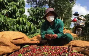  ?? VNA/VNS Photo ?? A farmer shows o his co ee harvest in the central highland province of Lâm Đồng.