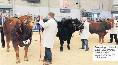  ??  ?? Scanning Limousin judge Robert McNee scrutinise­s the shape and size of the bull line-up.