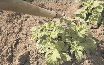  ??  ?? Draw up soil around the stems of potato plants