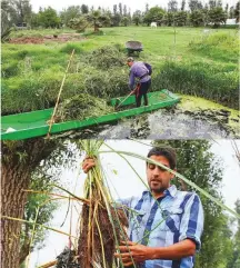  ?? Reuters ?? A man cuts grass around a floating garden to create a protected area for the axolotl in the May 8 picture.