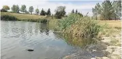  ?? BETTY ANN ADAM PHOTO ?? The pond in Dundonald Park from which a fiveyear-old boy was rushed to hospital in Saskatoon.