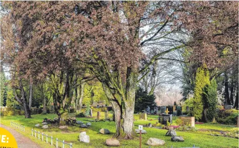  ?? FOTO: CHRISTIAN FLEMMING ?? Unter diesen beiden Bäumen auf dem Aeschacher Friedhof ist jetzt auch Urnenbesta­ttung gestattet.