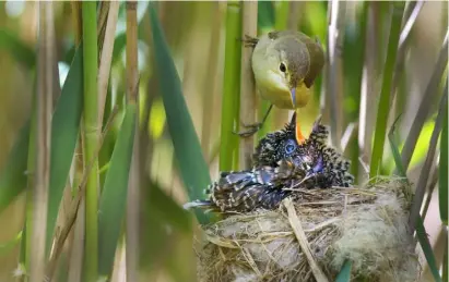  ??  ?? A reed warbler (Acrocephal­us scirpaceus) feeding a 12-day-old European cuckoo chick in its nest in the East Anglian Fens