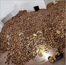  ?? COURTESY OF NICK CASTRO ?? California pest control technician Nick Castro discovered woodpecker­s had stored tens of thousands of acorns, which he said weighed roughly 700 pounds, in a wall cavity.