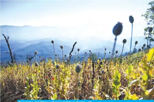  ?? — AFP ?? This photo taken on Feb 3, 2019 shows an illegal poppy field in Hopong, Shan State.