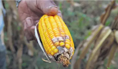  ?? EFE ?? Un agricultor muestra plagas en cultivos de maíz en una finca de Chiriquí.