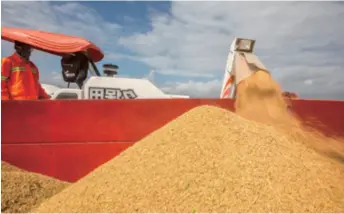  ??  ?? Harvested rice is loaded onto a tractor for transporta­tion to the warehouse in an agricultur­al park in Mozambique on April 7