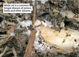  ??  ?? White rot is a common fungal disease of onions, leeks and other alliums