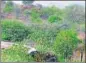  ?? ?? It has been proposed that 260sq km of plantation­s will be grown over Aravalli region.